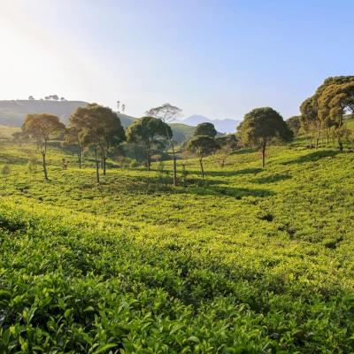 Best of Ubud Private Day Tour
