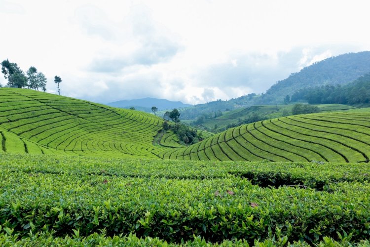 category Bandung