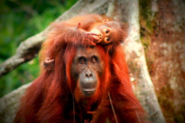 category Borneo